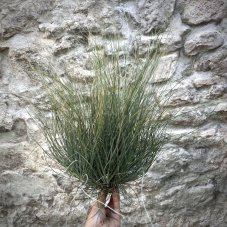 Tillandsia bartramii