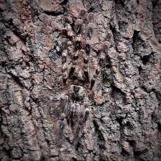 Poecilotheria striata