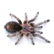 Grammostola porteri