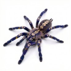 Poecilotheria metallica