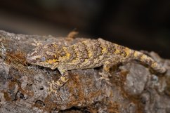 Rhacodactylus auriculatus male