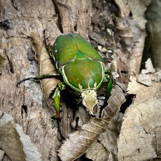 Mecynorrhina torquata immaculicollis
