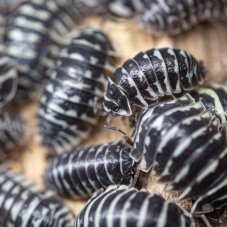 Armadillidium maculatum