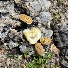 Pachnoda marginata aurantia