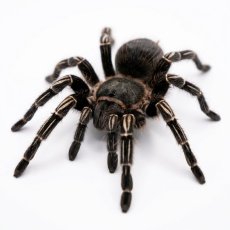 Aphonopelma seemanni - Nicaragua