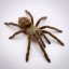 Phormingochilus sp. Rufus
