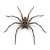 Heteropoda tetrica