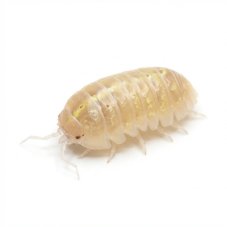 Armadillidium vulgare t+ albino