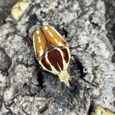 Mecynorhina torquata ugandensis - Brown/Orange
