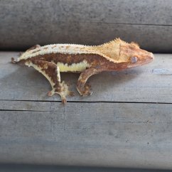 C. ciliatus female - Lilly White