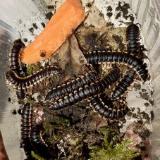 Coromus diaphorus
