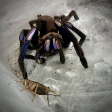 Chilobrachys natanicharum