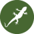 Gekkonoidea - Gecko