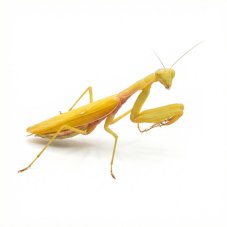 Hierodula venosa Gold