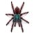 Caribena versicolor