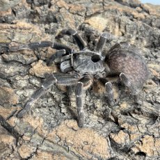 Ceratogyrus darlingi