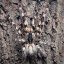 Poecilotheria regalis