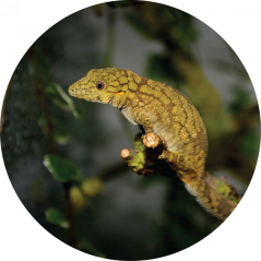 Eurydactylodes agricolae 3.4