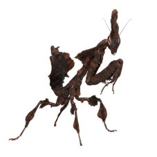 Phyllocrania paradoxa
