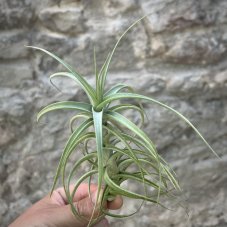 Tillandsia bergeri