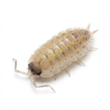 Porcellio spinicornis "White Gold"