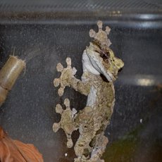 Uroplatus pietschmanni