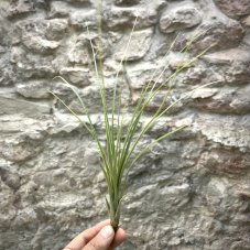 Tillandsia exserta