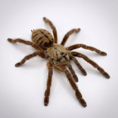 Phormingochilus sp. Rufus
