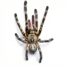 Poecilotheria ornata