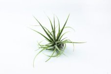 Tillandsia pohliana