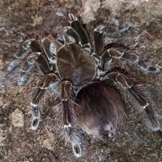 Pamphobeteus sp. Tigris
