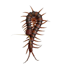 Scolopendra sp. White beard