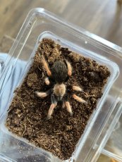 Brachypelma boehmei