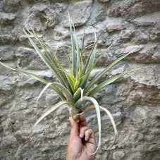Tillandsia capitata Yellow