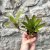 Neoregelia - fireball