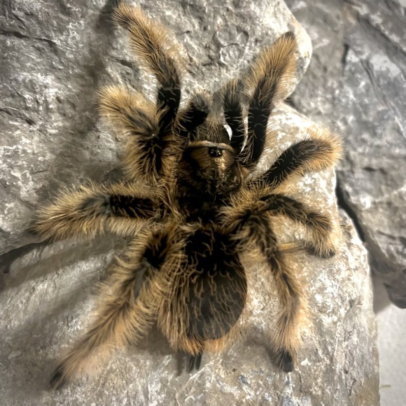 Tliltocatl albopilosus - Nicaragua