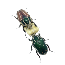Mecynorhina torquata ugandensis - Green/Brown
