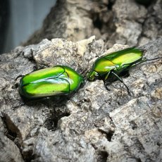 Chlorocala africana subsuturalis