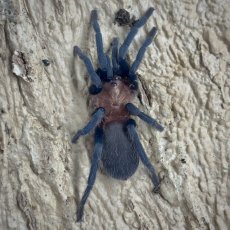 Holothele longipes