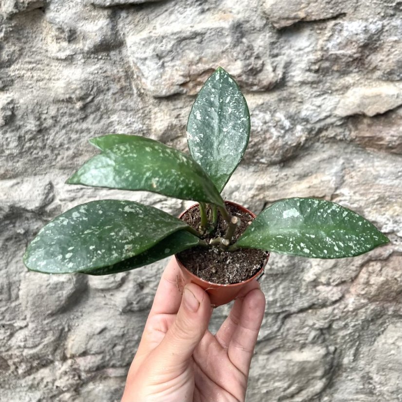 Hoya gracilis