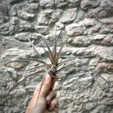 Tillandsia capitata peach red