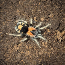 Cyriocosmus elegans