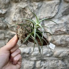 Tillandsia aeranthos - on cork