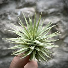 Tillandsia espinosea