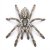 Heteroscodra maculata