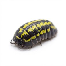 Armadillidium gestroi