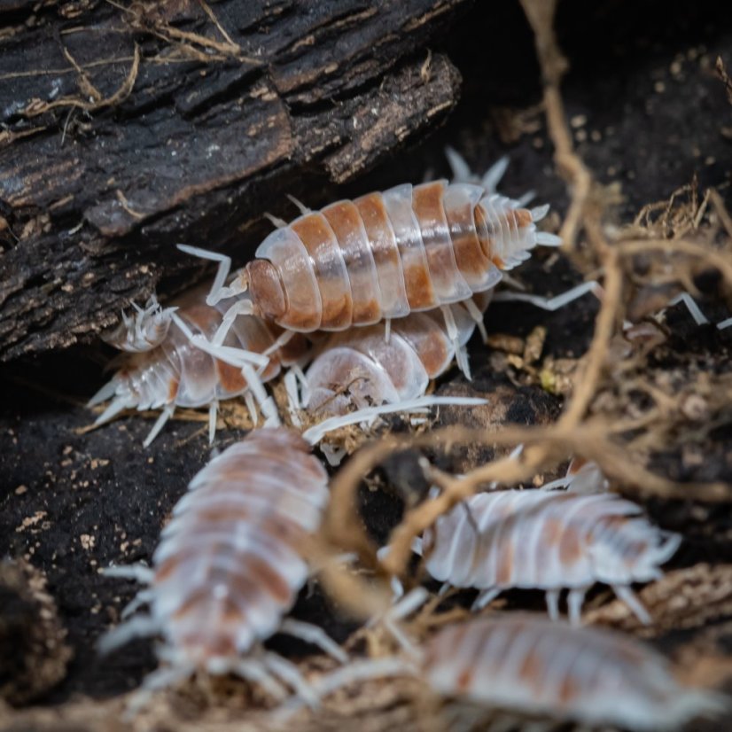 Porcellionides pruinosus Orange Koi