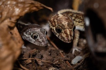 Paroedura picta - Gekon madagaskarský