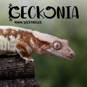 Pagekon řasnatý: Kompletní průvodce chovem pro začátečníky (Rady z naší chovné stanice)