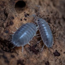 Porcellio laevis - Black
